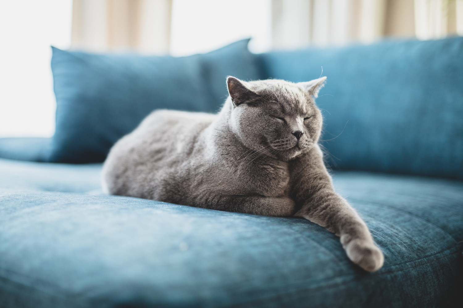 which-upholstery-to-choose-with-pets